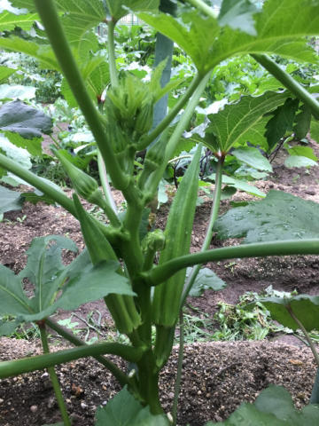 【畑の野菜】〇〇〇の収穫?
