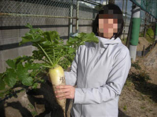 高等部 大根の収穫!
