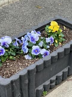 校舎東側プランターの花