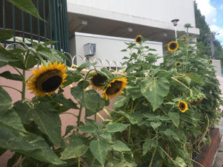 正門の「ひまわり」