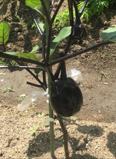 中学部 野菜の栽培!