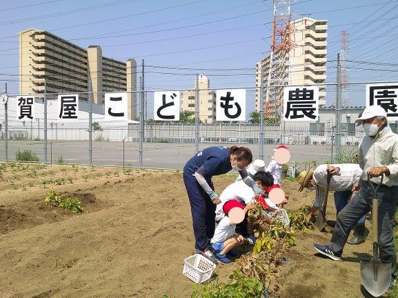 小学部1年生 じゃがいもほり