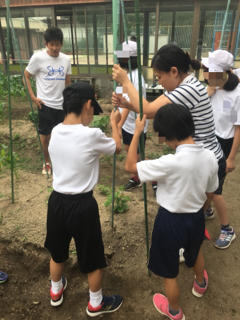 中学部 ゴーヤの栽培