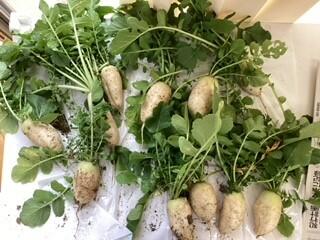 伝統野菜の栽培（知的部門小学部）