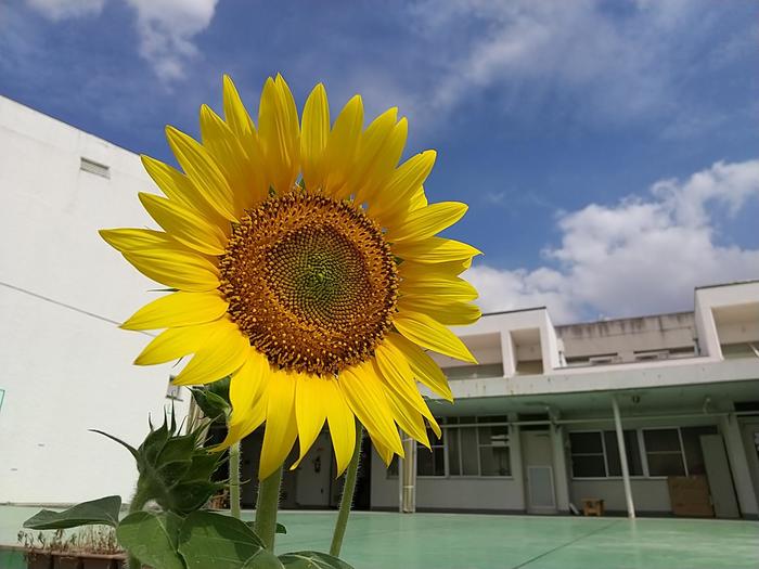 学校再開しました