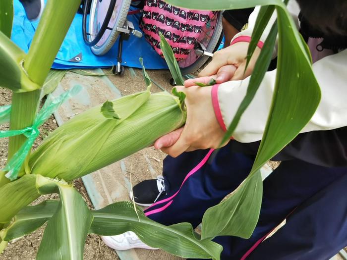 とうもろこし収穫祭