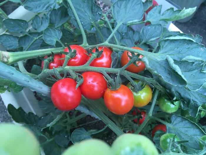 知的小学部 野菜づくり