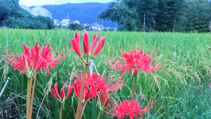 彼岸花と稲穂