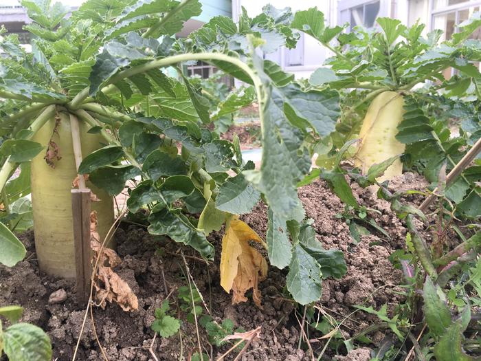 間もなく大根収穫します