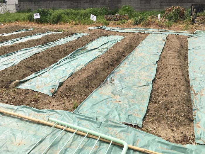 肢体不自由教育部門 畑開き
