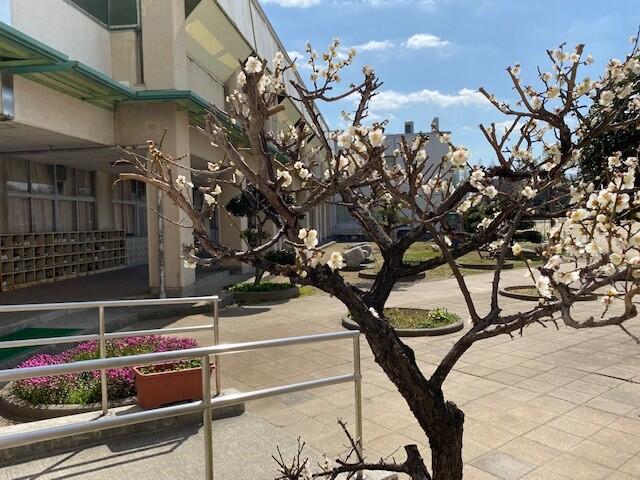 梅開花