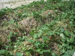 DSCN4816.JPG