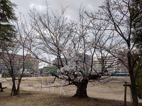第127号 桜咲く