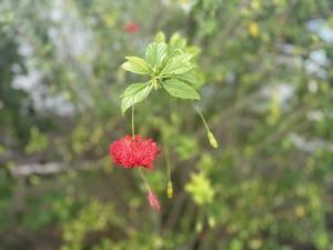 IMG_7037.JPG