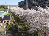 満開の桜
