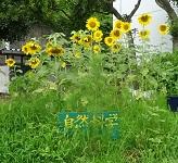 自然科学部・ひまわり畑