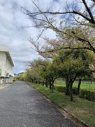 桜散る.JPG