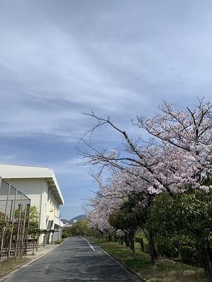 桜.JPG