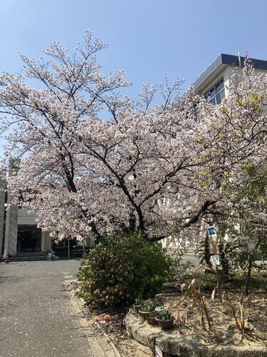 sakura2.jpg