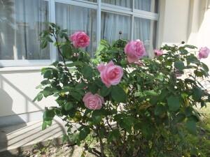 花が満開です!