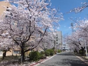 新年度が始まりました