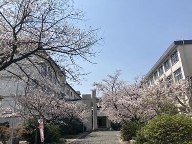 sakura.jpg