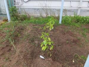 DSCF2193.JPG