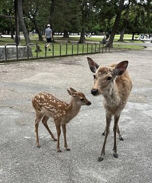奈良へ遠足に行ってきました!(3・4年生合同)