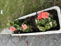 １０月花⑥.jpg