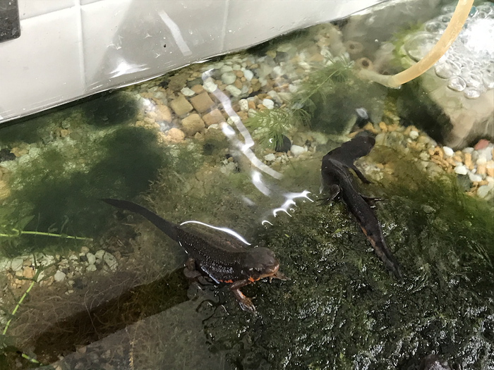 活動報告 ～イモリの水槽の清掃編～