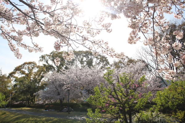 2022年4月5日 藤田邸跡公園