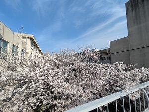 PXL_20260403_064911437.jpg