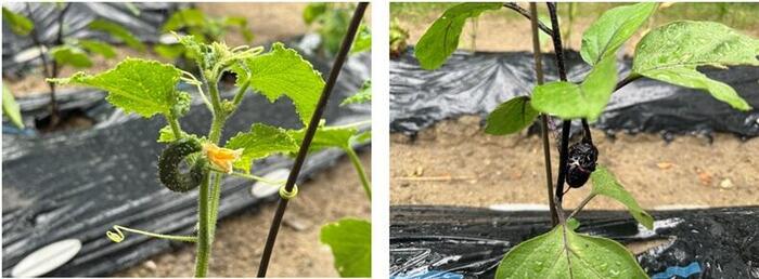 環境Ⅱ 活動報告#3「野菜について、疑問を持つ。」