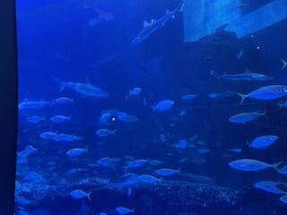 IMG_5801.jpg
