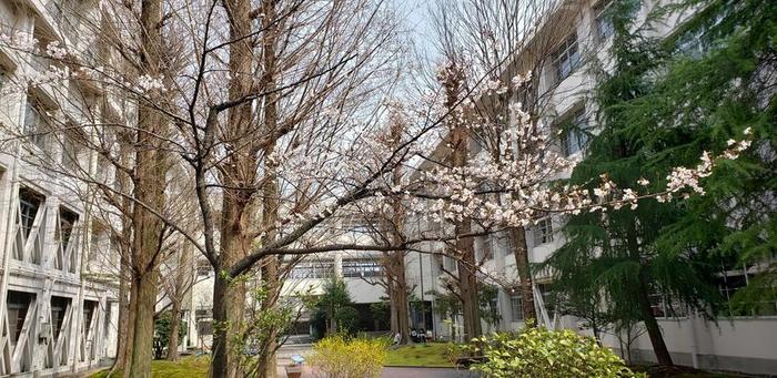3月29日(金)中庭の桜が見頃になり始めています