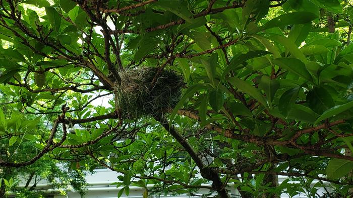 5月13日(月)中庭の事務室前にヒヨドリの巣が出来ています~幸運の前兆でしょうか~