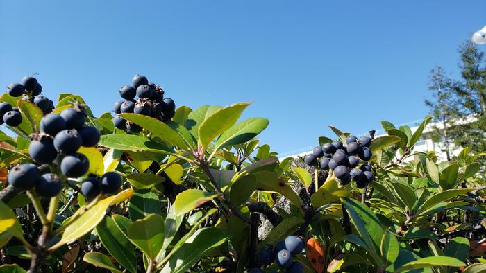 11月14日(木)昼休みに進路指導部の先生から生徒の挨拶に関する嬉しい話がありました。