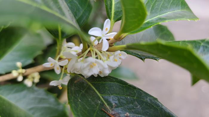11月8日（月）中庭にある柊（ヒイラギ）の花が香り始めました。