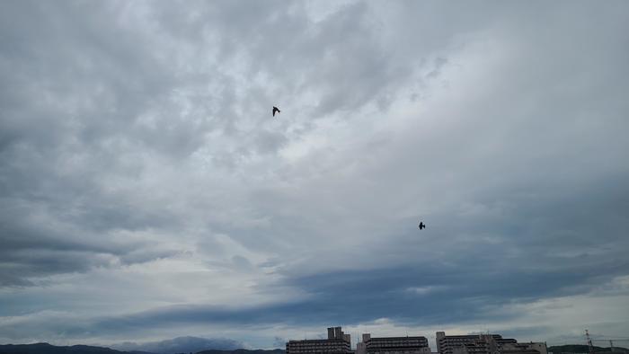 8月24日(火)校舎にツバメの巣を3つ発見~吉兆の印かも