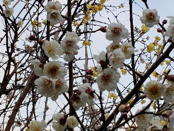 2月18日(月)3年生から同志社大学に合格の報告が~部活との両立に拍手!!~