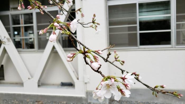3月19日(火)平成31年度入学者選抜の合格発表と、合格者説明会を実施