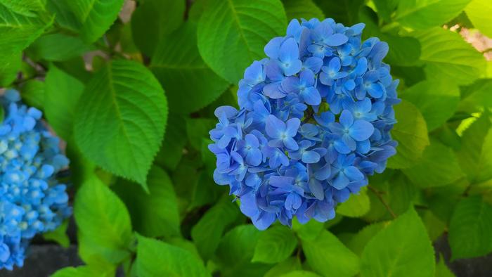 6月6日(日)牧野高校創立記念日