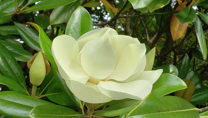 6月16日（火）中庭では、タイサンボクやクチナシなど香り芳しい花々が咲き始めました。