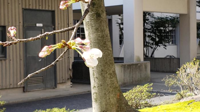 3月19日(木)牧野高校の令和2年度入学者選抜の合格発表を行いました。