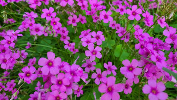 5月27日(木)教育実習生を3週間受け入れています。