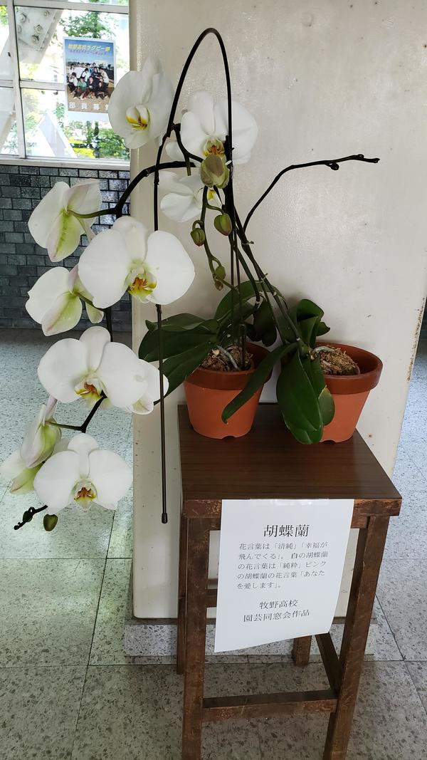 5月13日(月)玄関に園芸同好会の育てた胡蝶蘭