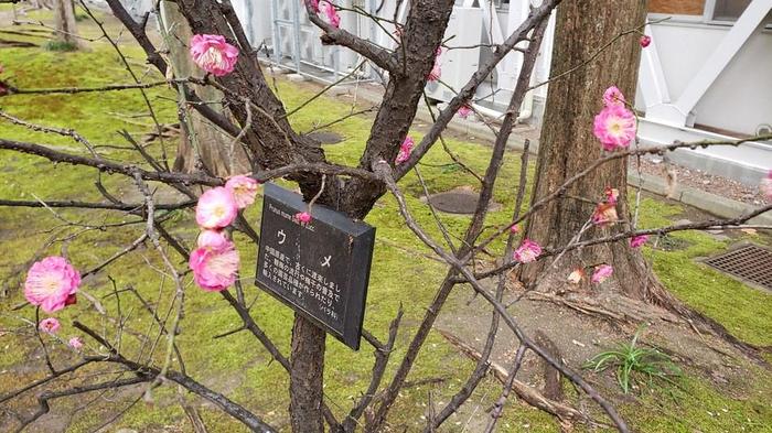 1月29日（水）中庭の梅が満開で芳香を漂わせています。