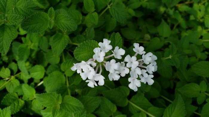 9月7日(土)続く朗報=男子バスケットボール部も4回戦を勝利~公式戦で永年の夢の大阪BEST16に