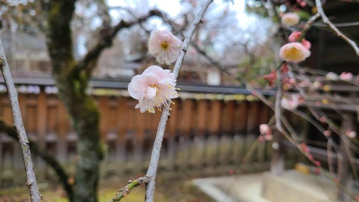 2月3日(木)『牧高生の政策提言、今年も』~枚方市がプレスリリース