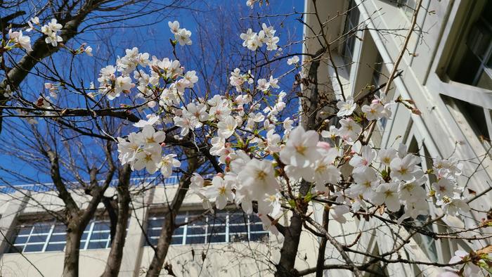3月18日(木)牧野高校の令和3年度入学者選抜の合格者発表を行いました